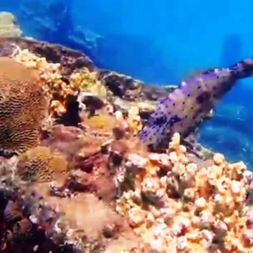 Caledonia et San Blas (1)