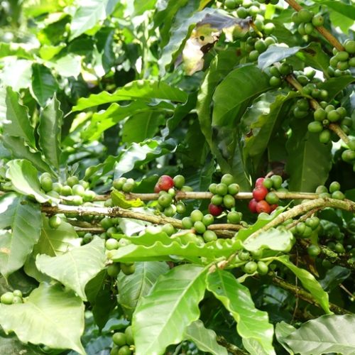 Girardota et Barbosa (20)