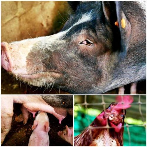 Girardota et Barbosa (3)