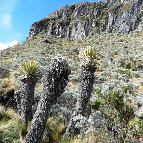 PNN Los Nevados (11)
