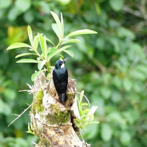 Salento et Cocora (18)