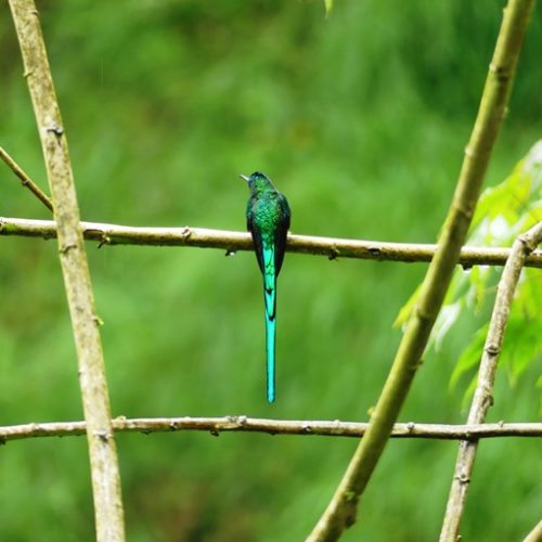 Salento et Cocora (5)