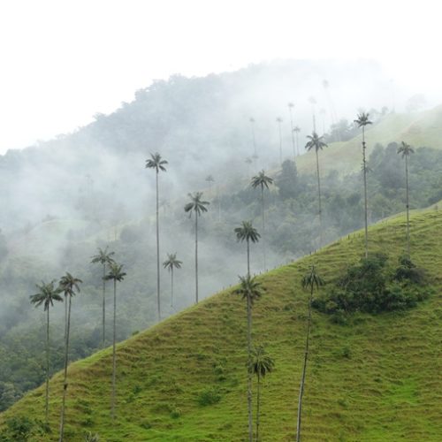 Salento et Cocora (6)