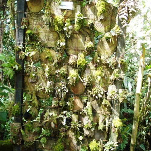 Saltos del Buey et Entre Flores (10) Saltos del Buey et Entre Flores (10)