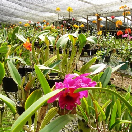 Saltos del Buey et Entre Flores (13) Saltos del Buey et Entre Flores (13)