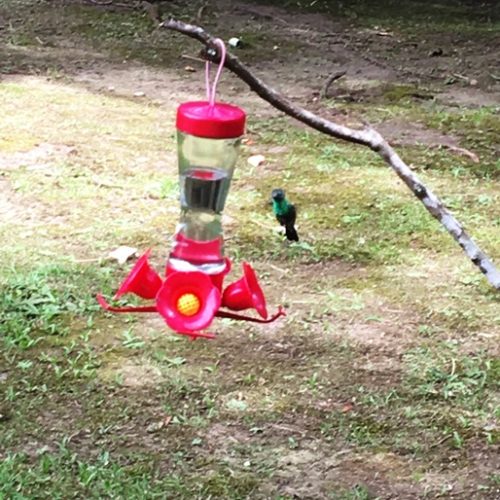 Saltos del Buey et Entre Flores (18) Saltos del Buey et Entre Flores (18)