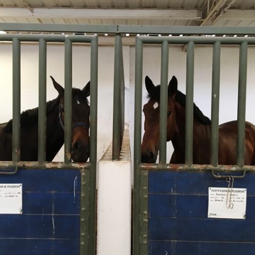 Saltos del Buey et Entre Flores (19) Saltos del Buey et Entre Flores (19)