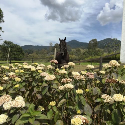 Saltos del Buey et Entre Flores (21) Saltos del Buey et Entre Flores (21)