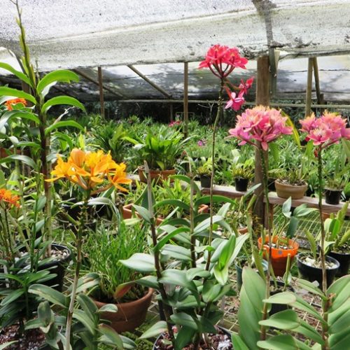 Saltos del Buey et Entre Flores (23) Saltos del Buey et Entre Flores (23)