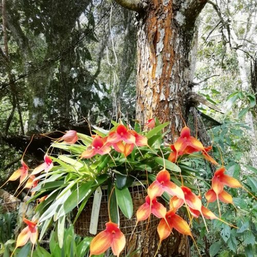 Saltos del Buey et Entre Flores (25) Saltos del Buey et Entre Flores (25)