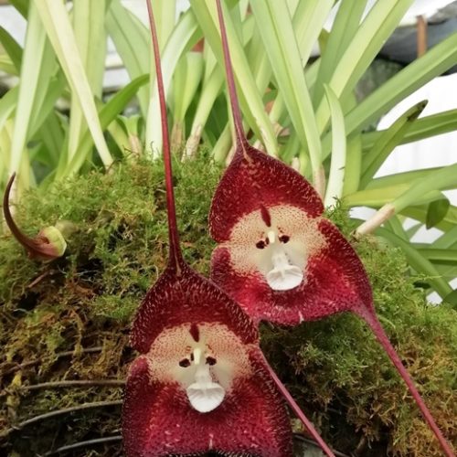 Saltos del Buey et Entre Flores (26) Saltos del Buey et Entre Flores (26)