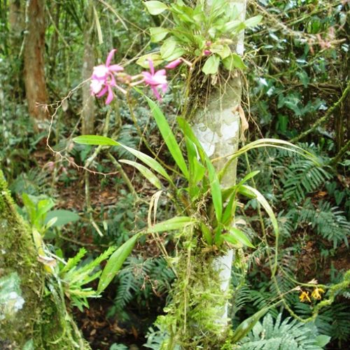 Saltos del Buey et Entre Flores (5) Saltos del Buey et Entre Flores (5)
