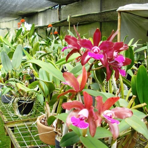 Saltos del Buey et Entre Flores (6) Saltos del Buey et Entre Flores (6)