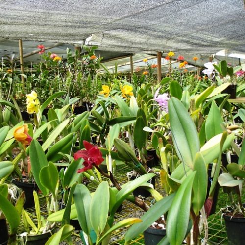 Saltos del Buey et Entre Flores (7) Saltos del Buey et Entre Flores (7)