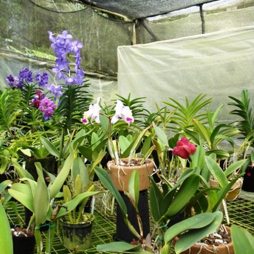 Saltos del Buey et Entre Flores (8) Saltos del Buey et Entre Flores (8)