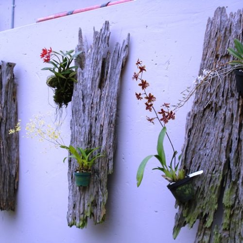 Saltos del Buey et Entre Flores (9) Saltos del Buey et Entre Flores (9)