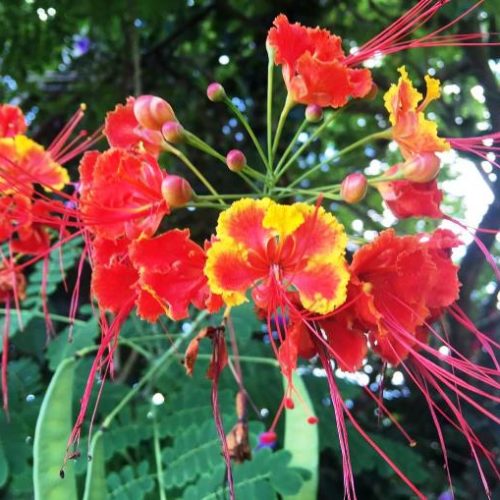 San Francisco et Cocorna (29)