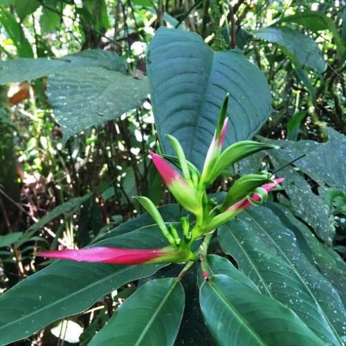 San Francisco et Cocorna (32)