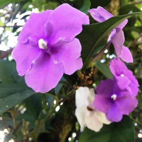 San Francisco et Cocorna (33)