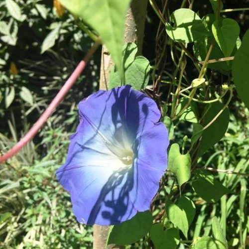 San Francisco et Cocorna (36)