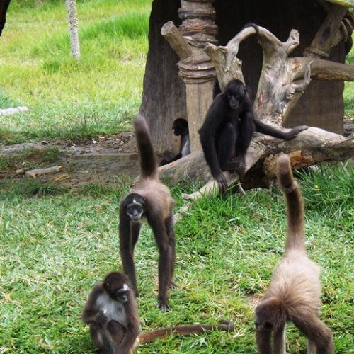 San Luis et Canyon Rio Claro (22)