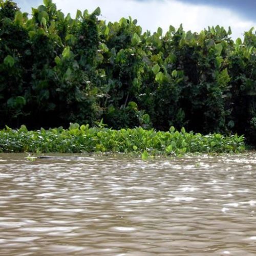 Santa Maria La Antigua del Darien, Unguia et PNN Los Katios (3)