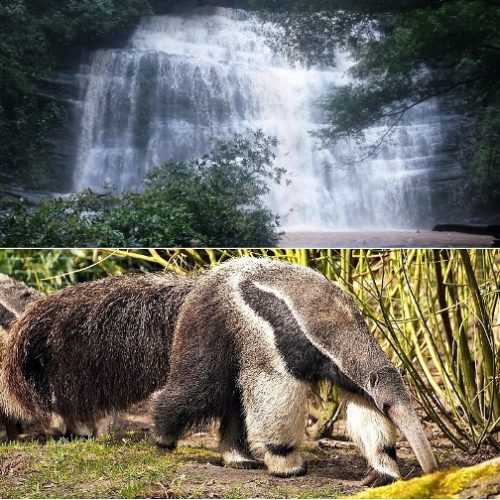 Santa Maria La Antigua del Darien, Unguia et PNN Los Katios (4)