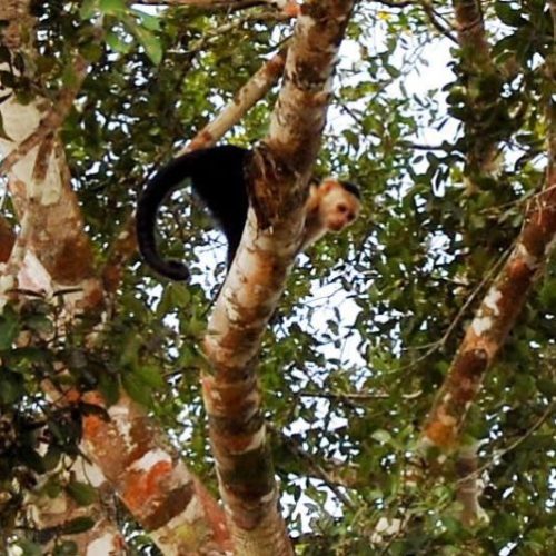 Santa Maria La Antigua del Darien, Unguia et PNN Los Katios (5)