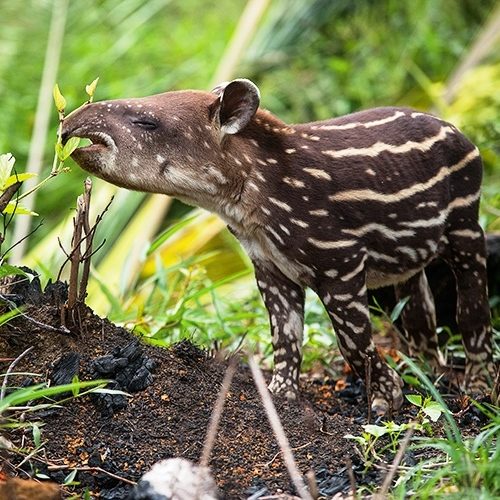 Santa Maria La Antigua del Darien, Unguia et PNN Los Katios (6)