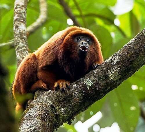 Santuario Fauna Flora Otun Quimbaya Ucumari (1)