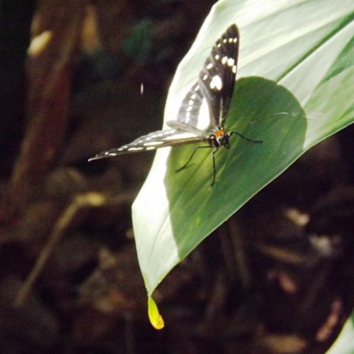 Santuario Fauna Flora Otun Quimbaya Ucumari (11)