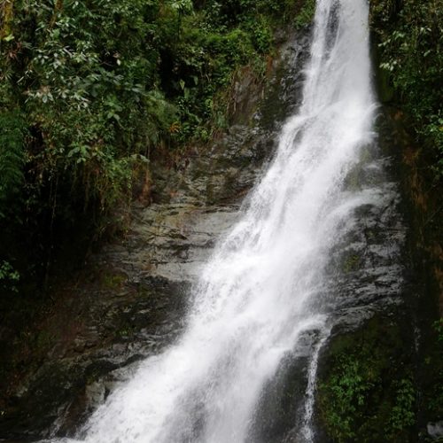Santuario Fauna Flora Otun Quimbaya Ucumari (13)