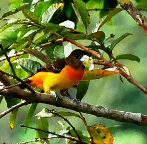 Santuario Fauna Flora Otun Quimbaya Ucumari (14)