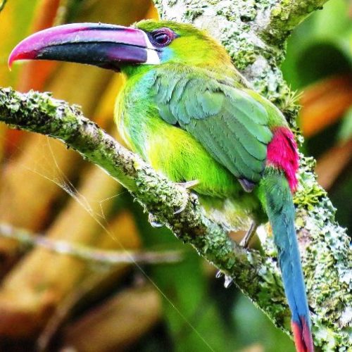 Santuario Fauna Flora Otun Quimbaya Ucumari (3)