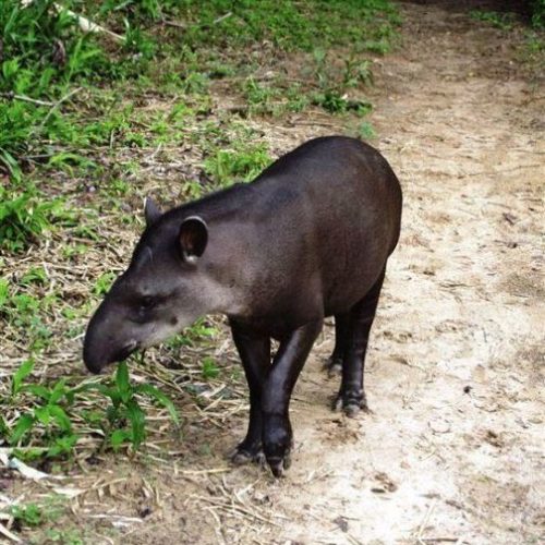 Santuario Fauna Flora Otun Quimbaya Ucumari (4)