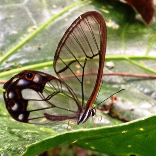 Santuario Fauna Flora Otun Quimbaya Ucumari (5)
