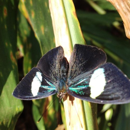 Santuario Fauna Flora Otun Quimbaya Ucumari (6)