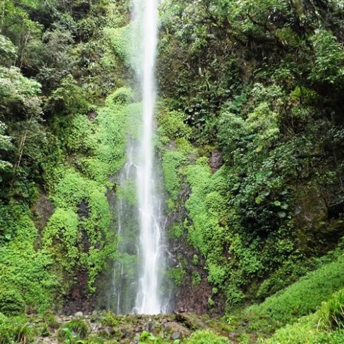 Santuario Fauna Flora Otun Quimbaya Ucumari (7)