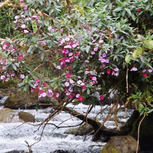 Santuario Fauna Flora Otun Quimbaya Ucumari (9)