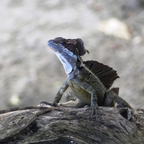 Treegana Hostal Trigana (32)