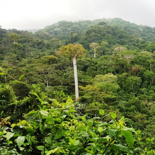 Trigana et San Francisco (22)