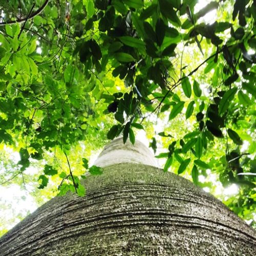 Trigana et San Francisco (23)