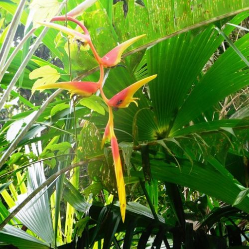 Trigana et San Francisco (24)