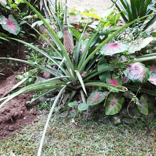 Trigana et San Francisco (30)