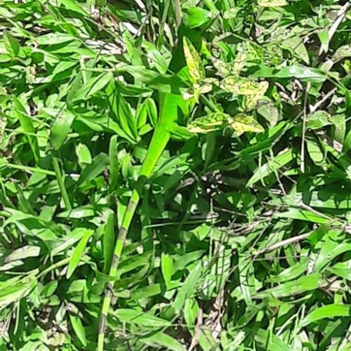 Trigana et San Francisco (31)