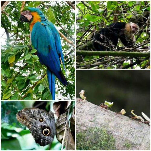 Trigana et San Francisco (40)