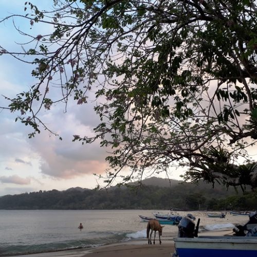 Trigana et San Francisco (46)