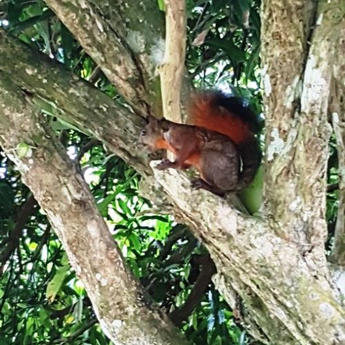 Trigana et San Francisco (52)