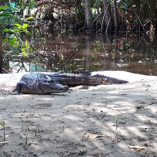 Trigana et San Francisco (55)