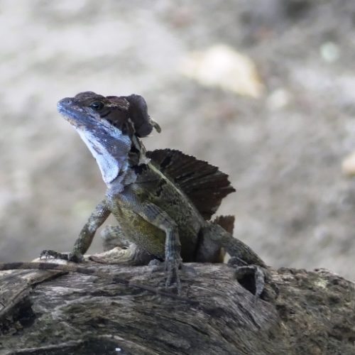 Trigana et San Francisco (63)